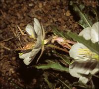 Hawkmoth Diving into Flower