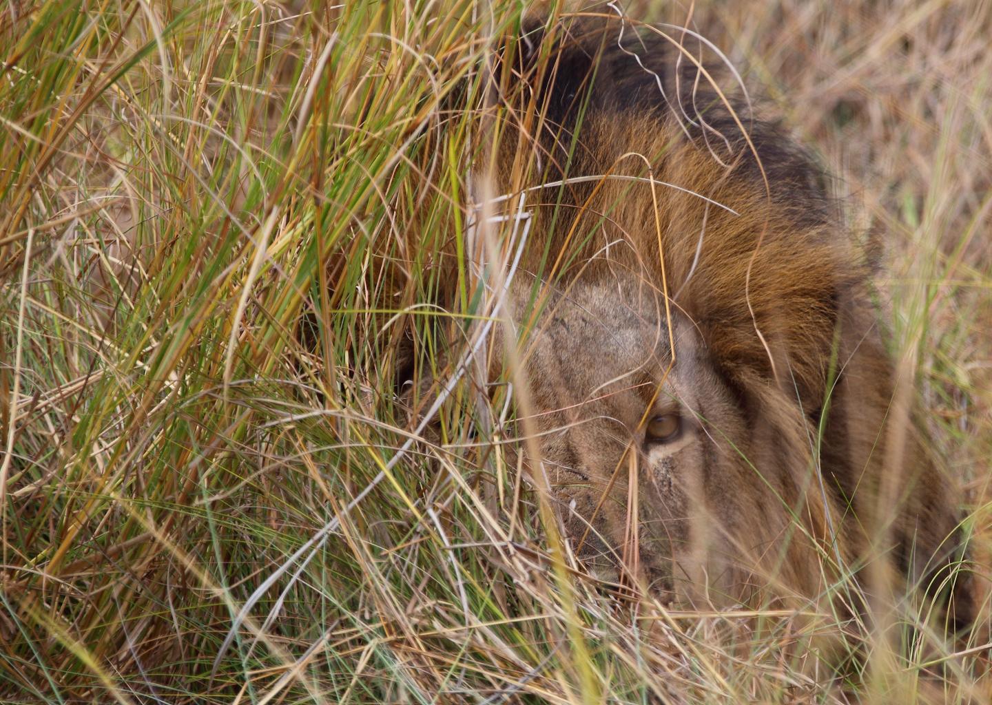 Inadequate Policies for Hunting Large Carnivores (3 of 3)