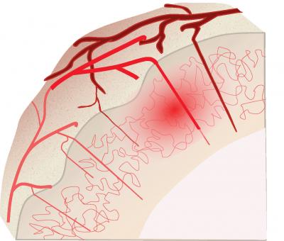 Vasculature of the Brain's Cortex