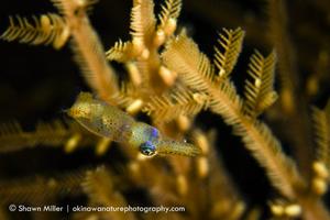 Ryukyuan Pygmy Squid, photographed in the wild. Credit: Shawn Miller