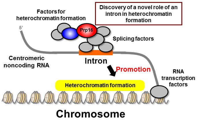 The Role of Introns in Heterochromatin Formation