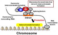 The Role Of Introns In Heterochromatin Formation