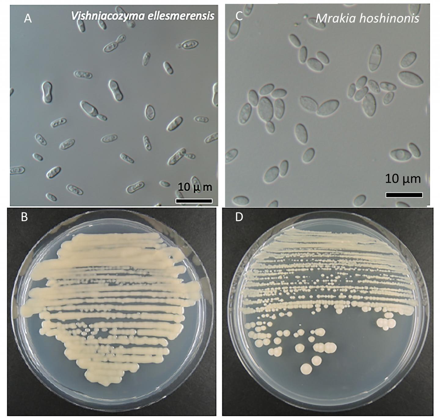 Two New Species of Fungi