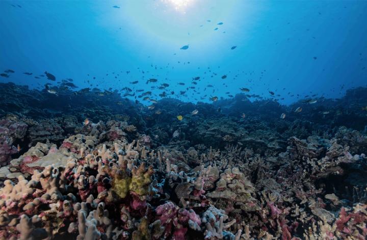 A School of Fish Swim Amongst Healthy Coral Reefs in South Kona, Hawaii Island.