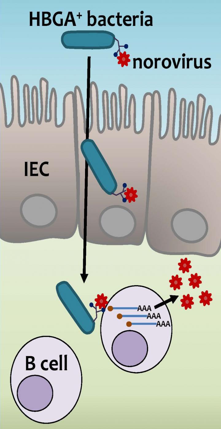 With Bacteria's Help, Scientists Can Study No | EurekAlert!