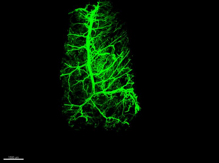 Neurons in White Fat