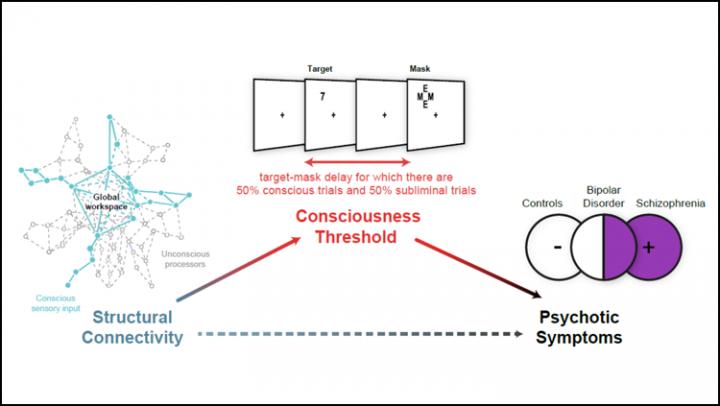 Psychosis Symptoms Linked to Impaired Information Spread in the Brain
