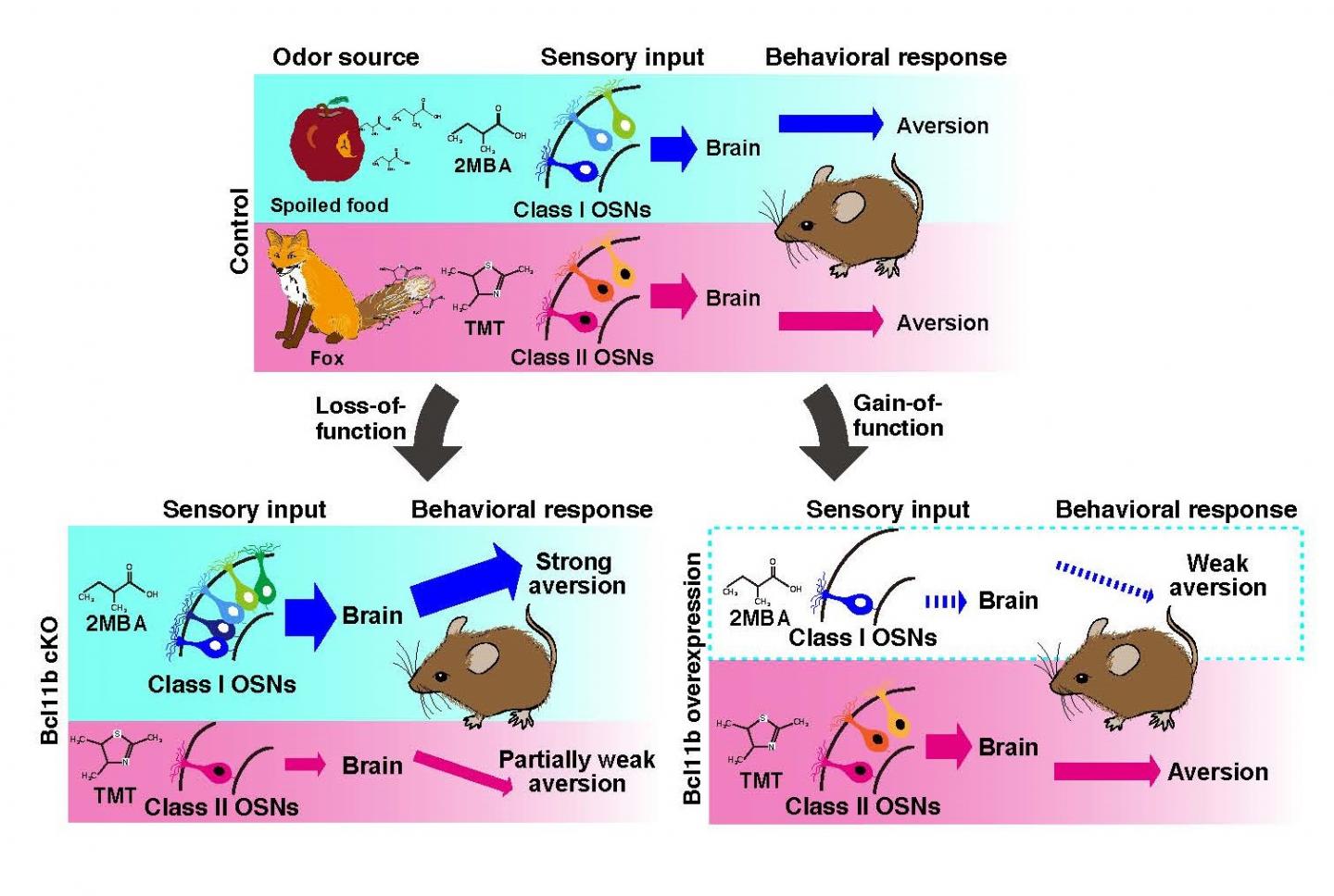 Figure 2. Schematic Representation of the Class-specific Expression of Bcl11b