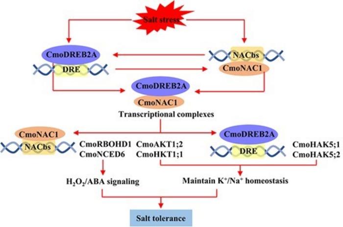 The underlying mechanism of the interaction between CmoDREB2A and CmoNAC1 in regulating salt tolerance of grafted cucumbers.