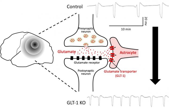GLT-1 KO mouse showed increased susceptibility to the cortical spreading depression (CSD)