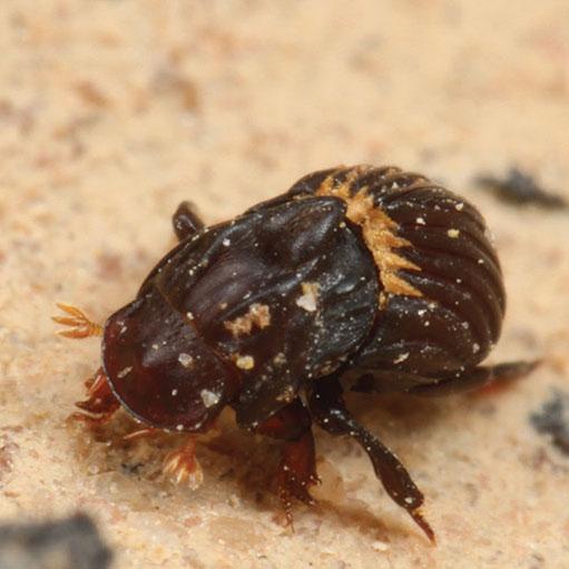 <em>T. venus</em> Beetle Walking