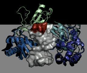 How Tumors Resist Chemotherapy