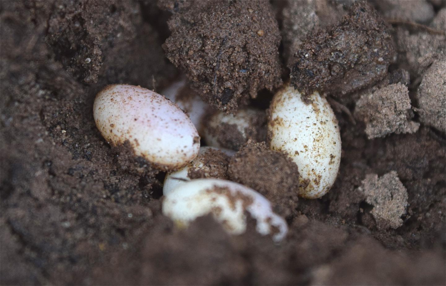 Global warming lethal to baby lizards Nests EurekAlert!