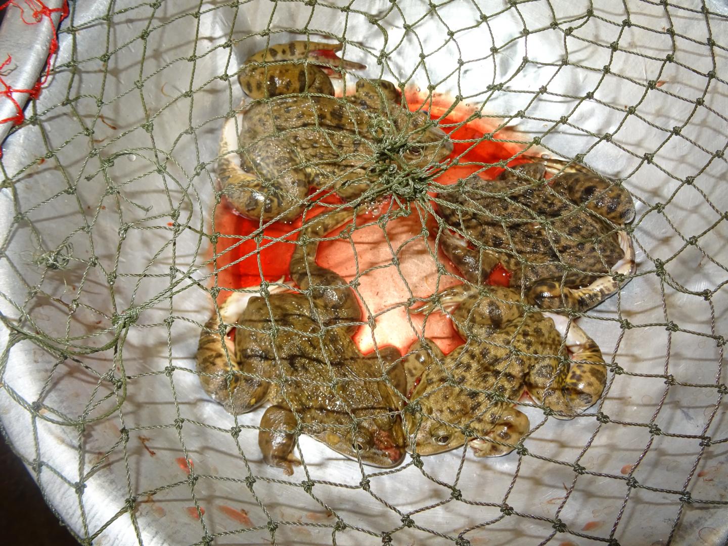 East Asian Bullfrogs