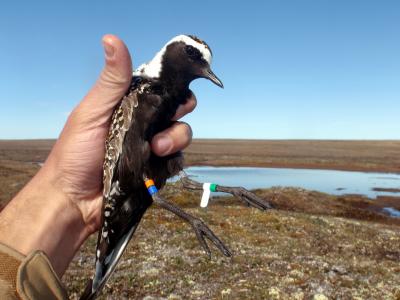 An American Golden-Plover