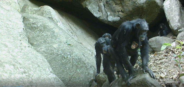 Savannah chimpanzees