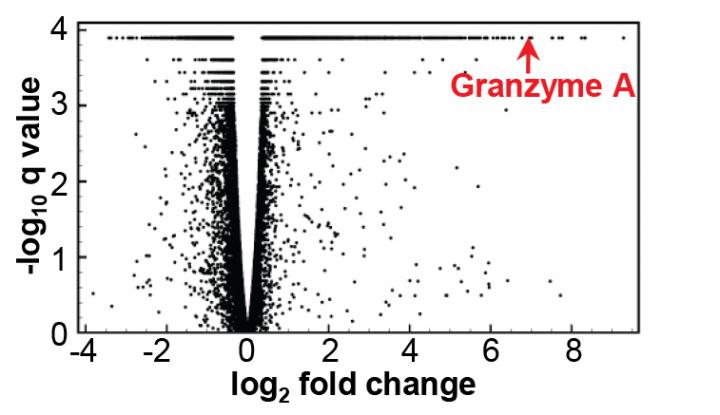 Mouse Study Reveals Potential Drug Target for Arthritis Caused by Chikungunya Virus
