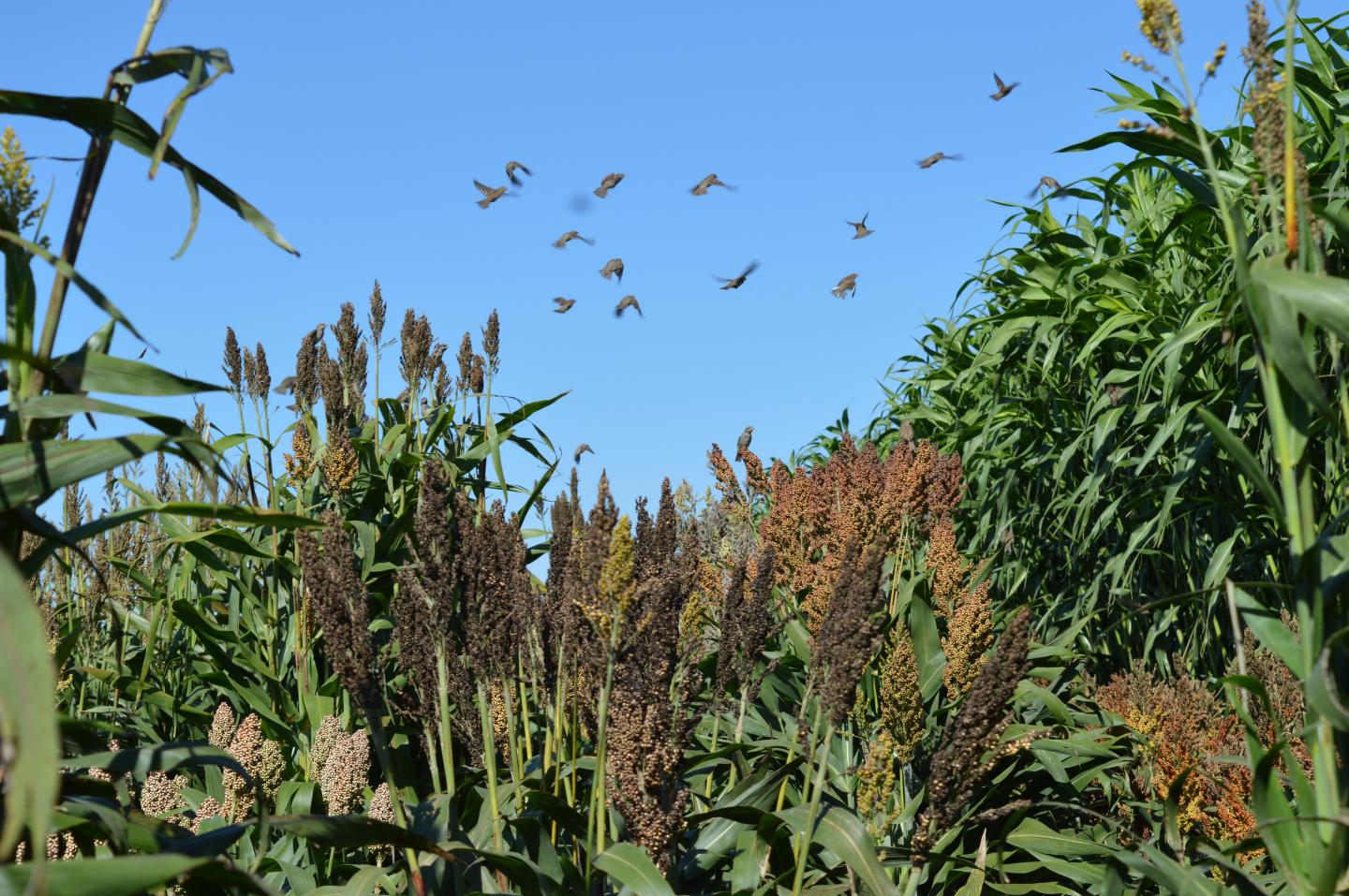 Sorghum Grows in a Field with Birds Overhead