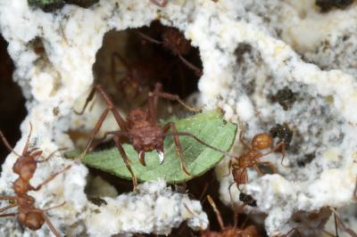 Fungus Farming Leaf-cutting Ants