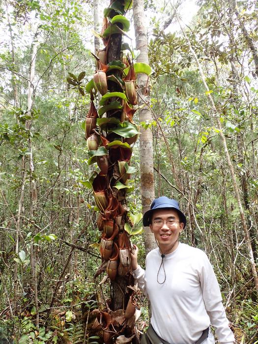 SUETSUGU with a Nepenthes veitchii climbing a tree (Borneo)