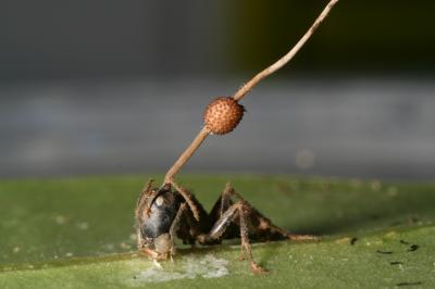 Modern Day Ant