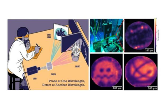 Infrared Quantum Ghost Imaging Illuminates—But Doesn’t Disturb—Living Plants