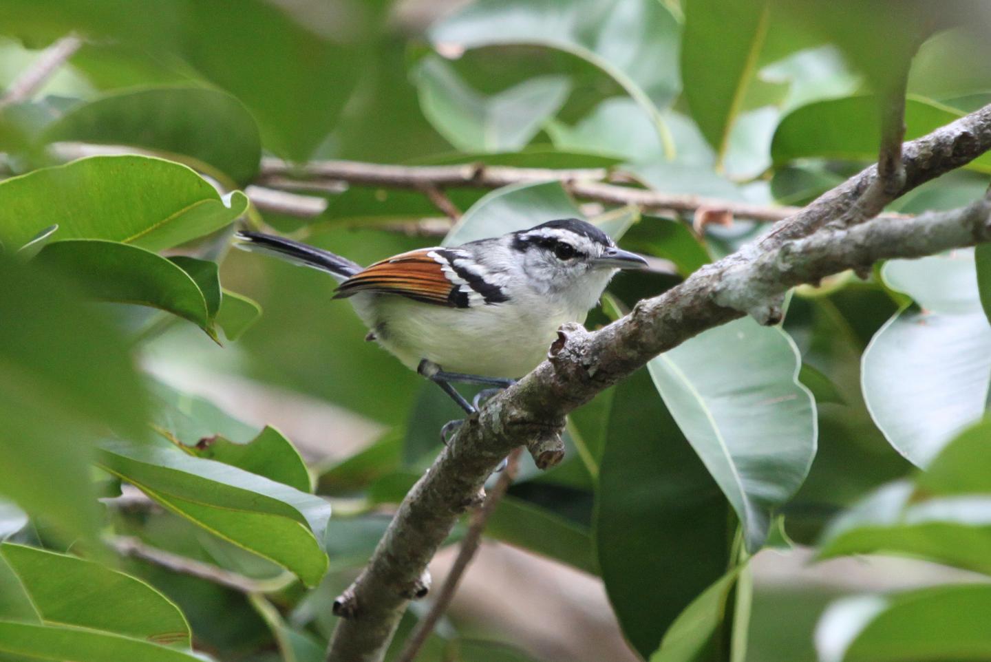 The Tropical Forest Is Home to Rich Biodiversity