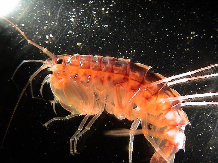 The Amphipod <i>Gammaracanthus lacustris</i>