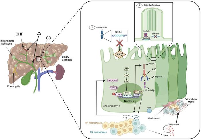 Effects of specific mutations involved in the development of CHF, CD, and CS