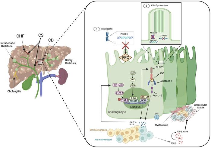 Effects of specific mutations involved in the development of CHF, CD, and CS