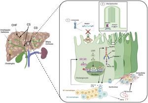 Effects of specific mutations involved in the development of CHF, CD, and CS