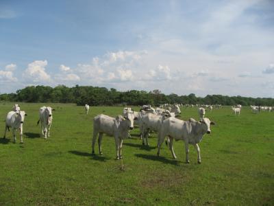 Cattle in Pantanal