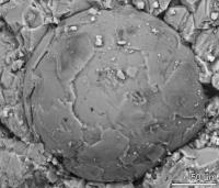 Cambrian Embryo Fossil