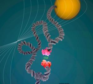 Illustration showing a DNA scaffold holding two proteins close together during acoustic force spectroscopy