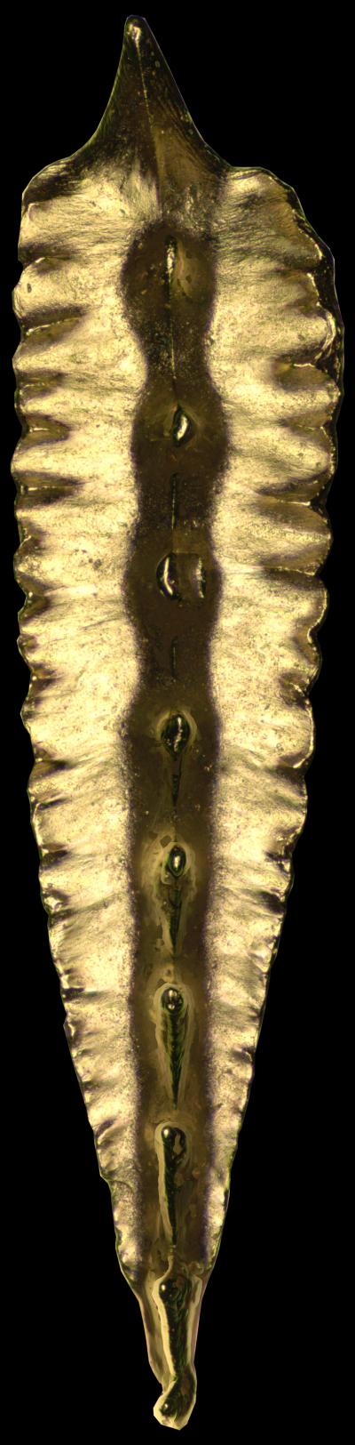 A 300 Million Year Old Tooth, Coated in Gold