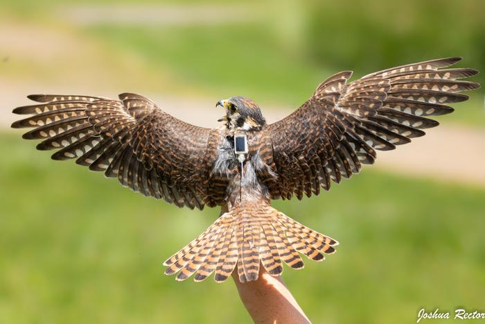 Adult female American Kestrel just after GPS logger attachment