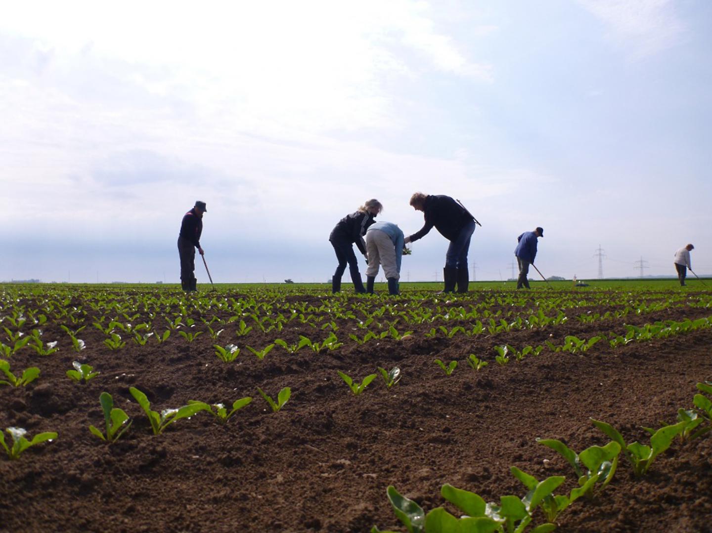 Biological Growth Control