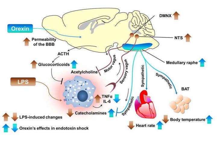 Orexin as a Potential Drug for Treating Septic Shock