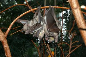 African straw-colored fruit bats hanging