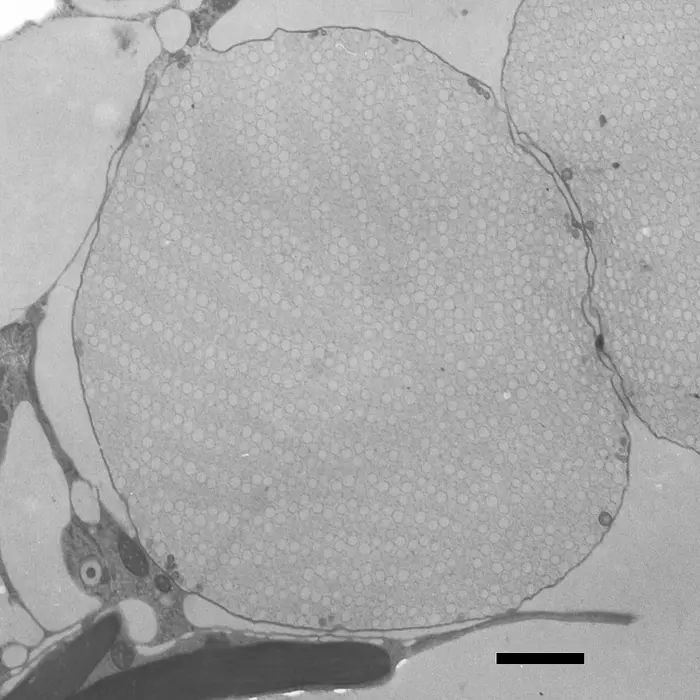 Kawai Color Nanospheres