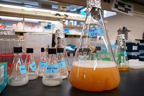Researchers Use Engineered Bacteria to Brew Green Chemicals