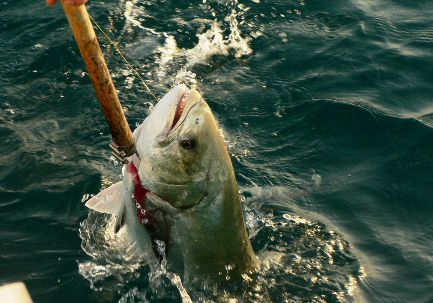 Recreational Fishing in the Mediterranean