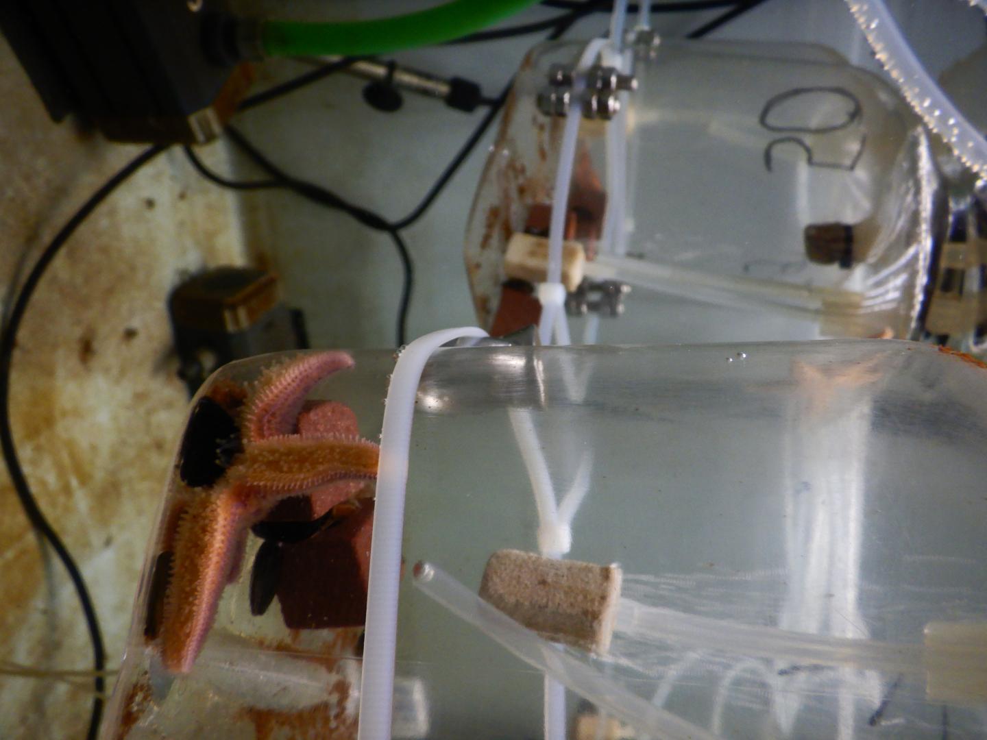 Starfish feeding on a blue mussel in its separated replicated unit. Credit Sarah R&uuml;hmkorff