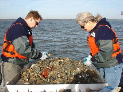 Sorting Oysters