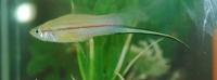 Male Swordtail Fish