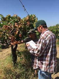 Sampling plants