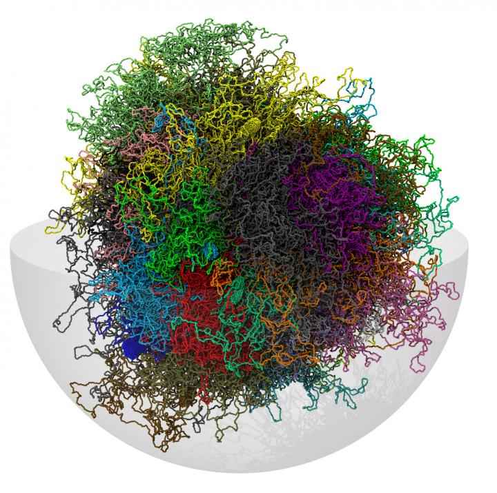 Chromosomes in Cell Nucleus (1 of 2)