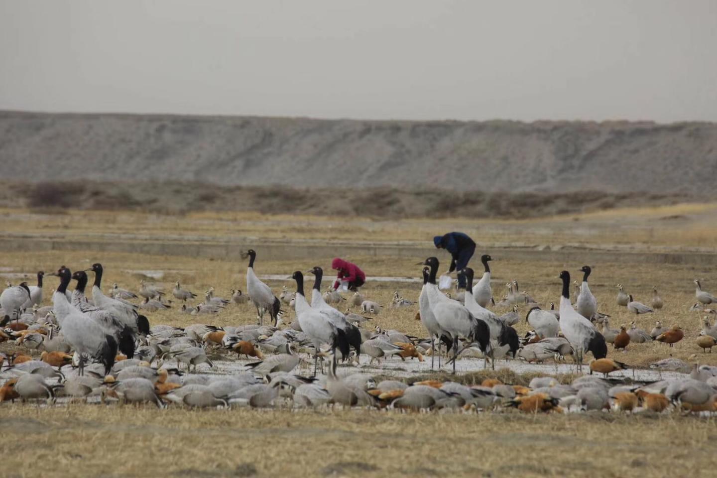 Black-Necked Cranes (Grus Nigricollis) and Bar-Headed Geese (Anser Indicus) in the Yarlung Tsangpo R