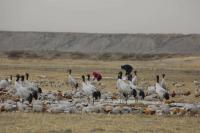 Black-Necked Cranes (Grus Nigricollis) and Bar-Headed Geese (Anser Indicus) in the Yarlung Tsangpo R