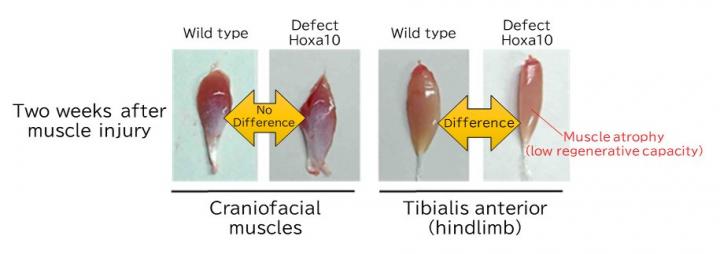 Evaluation of muscle regeneration in muscle stem cell-specific Hoxa10-deficient mice
